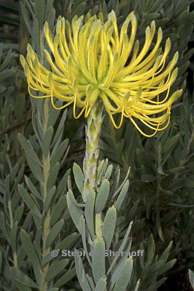 leucospermum reflexum 2 graphic